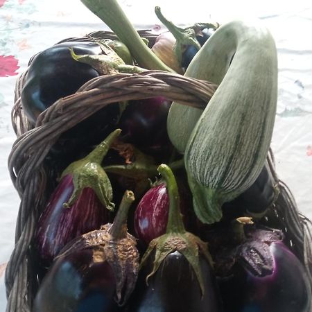 Agri Bertorella كونيو المظهر الخارجي الصورة