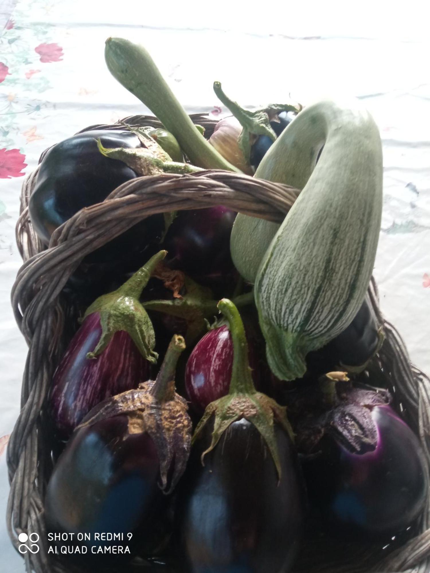 Agri Bertorella كونيو المظهر الخارجي الصورة